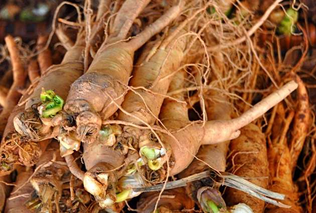 ginseng-benefits-erectile-dysfunction-sale-online